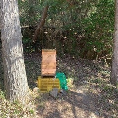 ニホンミツバチ養蜂