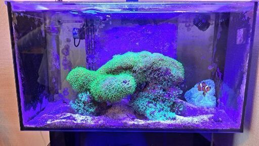 スターポリプとカクレクマノミをお譲りします