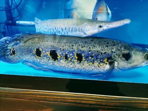 熱帯魚　Bigフラワートーマン