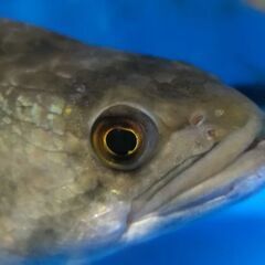 熱帯魚　Bigフラワートーマン