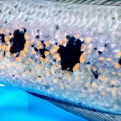 熱帯魚　Bigフラワートーマン