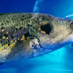 熱帯魚　Bigフラワートーマン