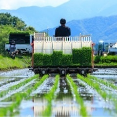 田植えのお手伝いします