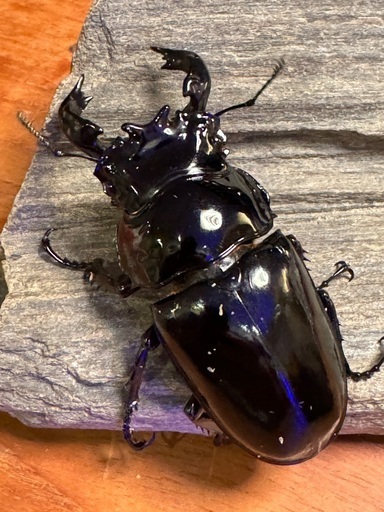 大型血統　タランドゥスオオツヤクワガタ　ペア