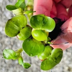 メダカの産卵床に！水草　ミニホテイアオイ　