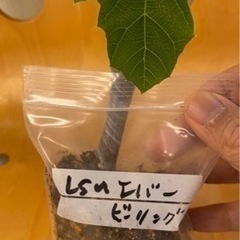 イチジク　LSUエバービーリング　挿し木苗