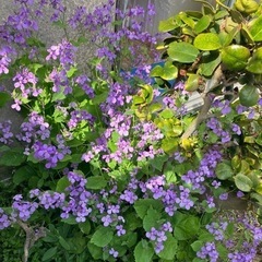 花と木を差し上げます