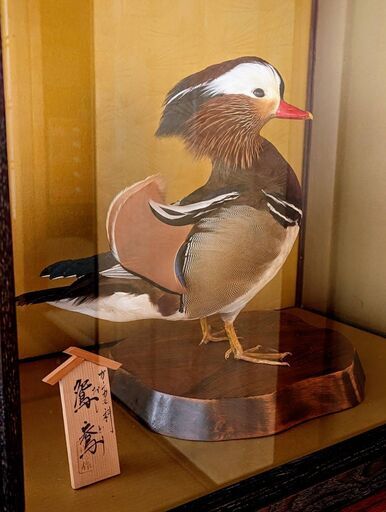 鴛鴦の剥製