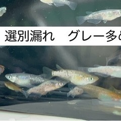 一部値下げ♫ 高級メダカを気軽に♫ 各種❶ 10匹300円より