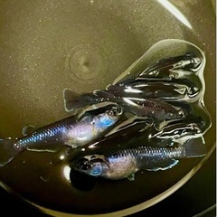 1セットで終了します‼️琉めだか⭐️無限めだか様血統🤩センチュリー1ペア⭐️⭐️