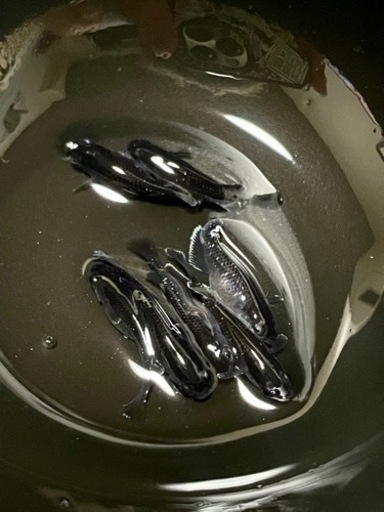 1セットで終了します‼️琉めだか⭐️無限めだか様血統🤩センチュリー1  