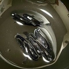 1セットで終了します‼️琉めだか⭐️無限めだか様血統🤩センチュリー1ペア⭐️⭐️