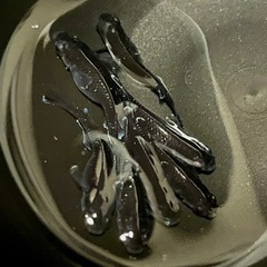 1セットで終了します‼️琉めだか⭐️無限めだか様血統🤩センチュリー1ペア⭐️⭐️