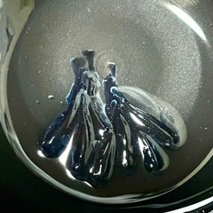 1セットで終了します‼️琉めだか⭐️無限めだか様血統🤩センチュリー1ペア⭐️⭐️