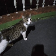 迷い猫一時保護中、飼い主さんを探しています。 - 沖縄市