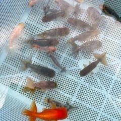 金魚（江戸錦、らんちゅう）2歳 ★写真の中からどれでも1匹150円★