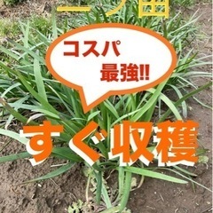 野菜