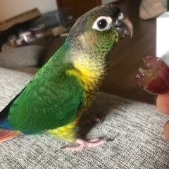 ウロコインコのウノ