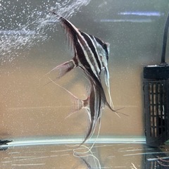 アルタムエンゼル　コロンビア　2匹 アルタムエンゼル コロンビア 2匹