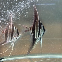 アルタムエンゼル　コロンビア　2匹 アルタムエンゼル コロンビア 2匹