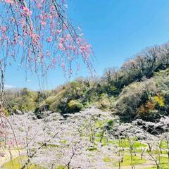 14日にお花見🌸ウォーキングしましょうー！😊🎶