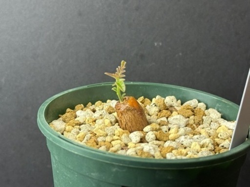 【発芽済】オペルクリカリアヒファエノイデス　パワータンク根挿し