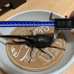 ヘラクレスオオカブトの成虫♂のみ(訳あり)