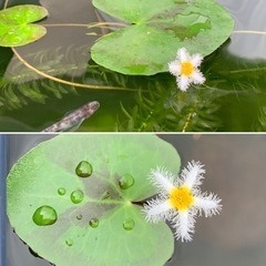 🐟水草・ガガブタ【鏡蓋】1株  80円②
