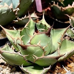 Agave titanota  熊猫　パンダ　& 夕映厳龍子株セット3