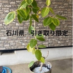 【ネット決済】観葉植物　フィカス　アルテシマ　ゴムの木