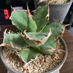 アガベ チタノタFO−073 ベアルート発根済み お引き取り希望