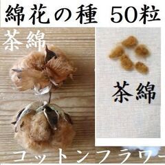 ワタの種50粒　茶綿 コットンフラワー　綿花　農薬不使用