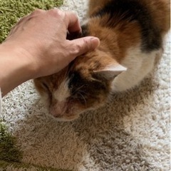 成猫ちゃんの預かりさん募集します。里親さんでも大丈夫です。