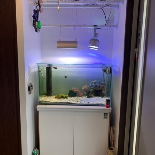 海水魚飼育セット　全て一式です。　生体も含みます。