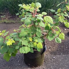 希少種 木苺 エビガライチゴ①