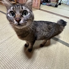 🍀4/15写真変更🍀大至急🆘猫ちゃん里親探し - 下松市