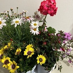 マーガレット 花 生花 苗 鉢植え