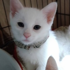 白の子猫　リンくん♂の画像
