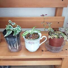 【決まりました】植物3セットガーデニング