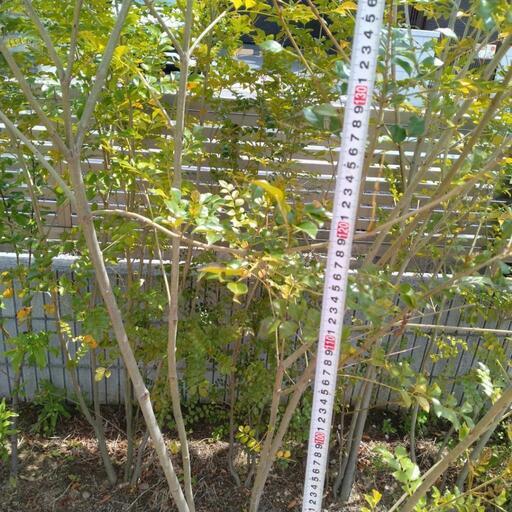 シマトリネコ 170前後