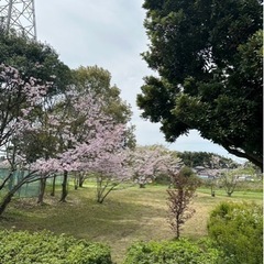 本日！花見川千本桜緑地にて