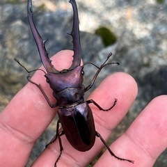 パープルブルー系血統　メタリフェルホソアカクワガタ　♂♀ペア