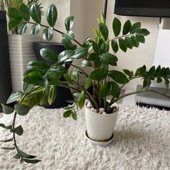 観葉植物　ザミオクルカス