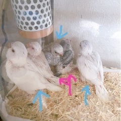 セキセイインコ雛の里親募集です。終了致します