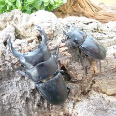 【クワガタ使用加温機能付きワインセラー】+【鑑賞用オオクワ３産地ペア】+【使用済み未洗浄クリアボトルまとめて】のセットとなります。