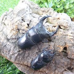 【クワガタ使用加温機能付きワインセラー】+【鑑賞用オオクワ３産地ペア】+【使用済み未洗浄クリアボトルまとめて】のセットとなります。