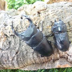 クワガタ使用加温機能付きワインセラー】+【鑑賞用オオクワ3産地ペア】+【