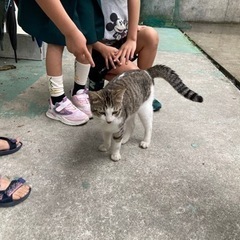 迷い猫一時保護中、飼い主さんを探しています。 − 沖縄県