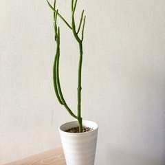 観葉植物　レア　ユーフォルビア　お譲り⭐︎