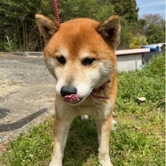 柴犬推定8才男の子